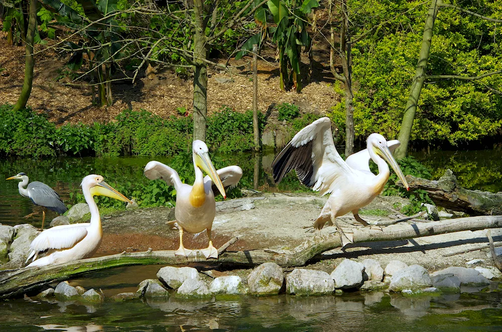 London Zoo African Bird Safari