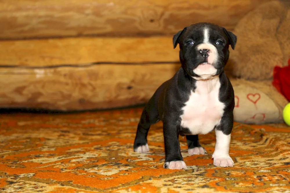 American Staffordshire Terrier