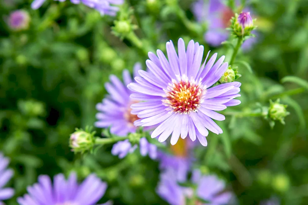 Aster