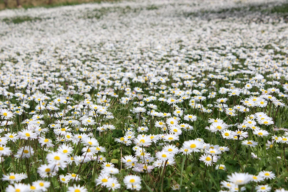 Daisy Field