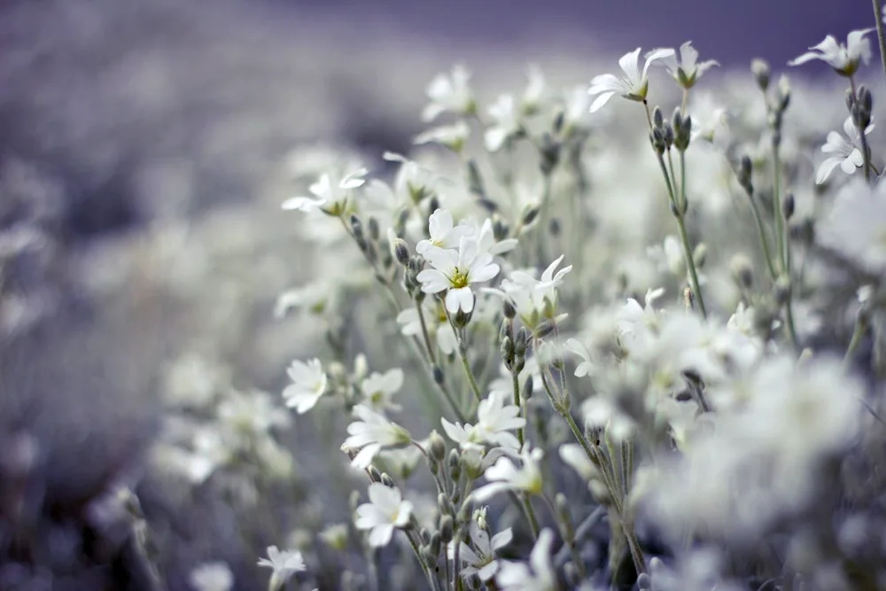 Aster meadow white