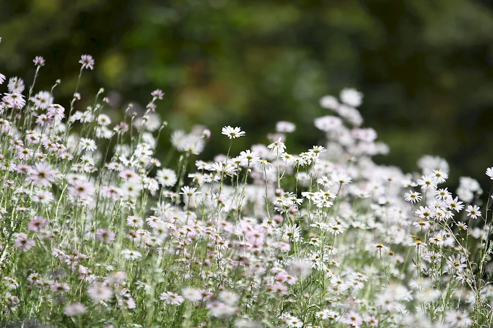 Aster meadow white