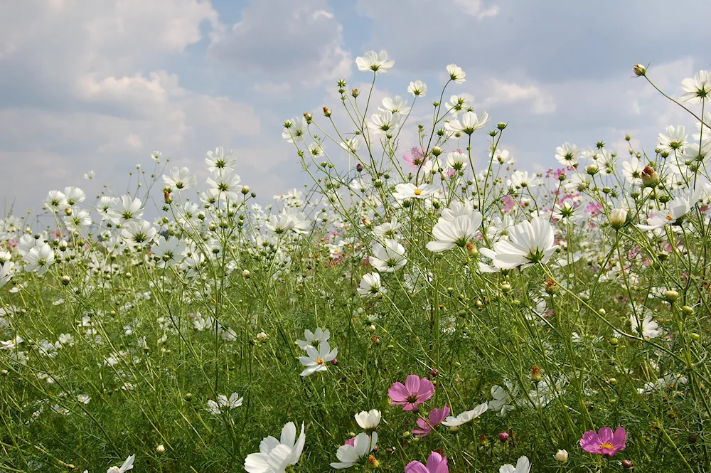 Gypsophila white. Meadow