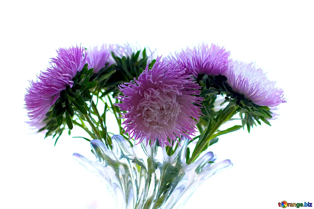 Aster Bouquet