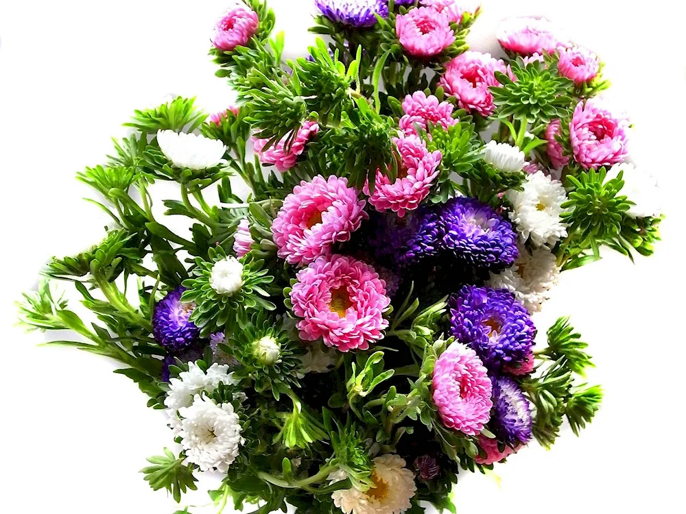 Aster bouquet