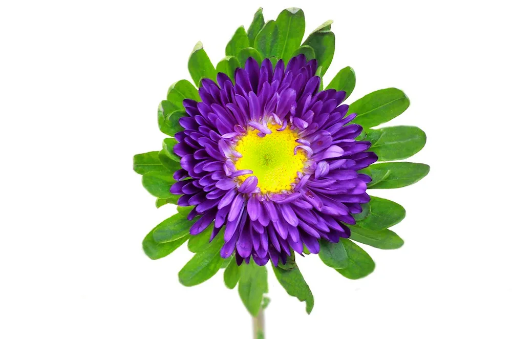 Aster purple