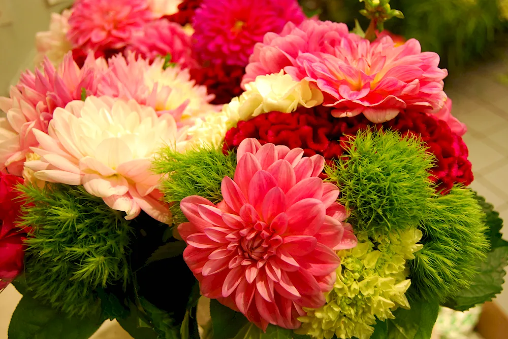 Chrysanthemum bush assortment