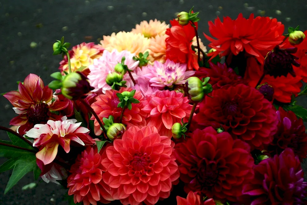 Aster Chrysanthemum dahlia