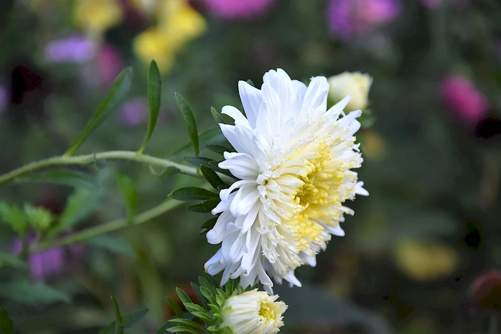 Aster Aster colouradoensis