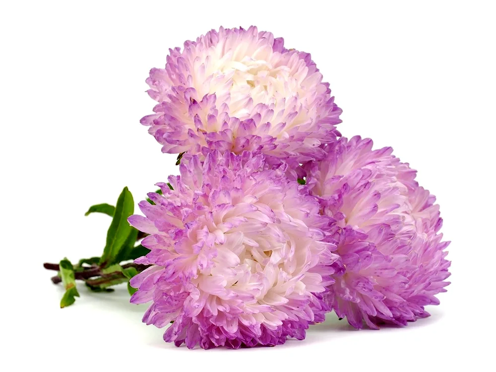 Aster on white background