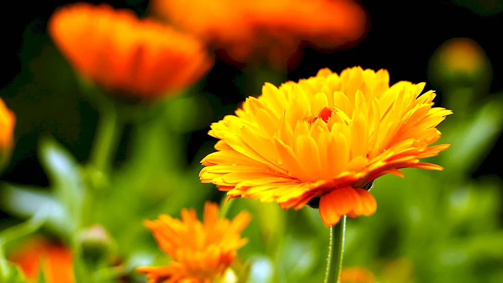 Aster orange