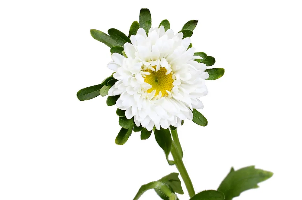 Aster flower on white background