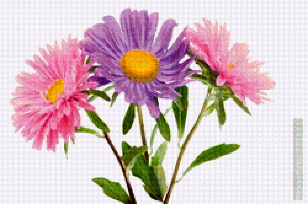 Aster purple