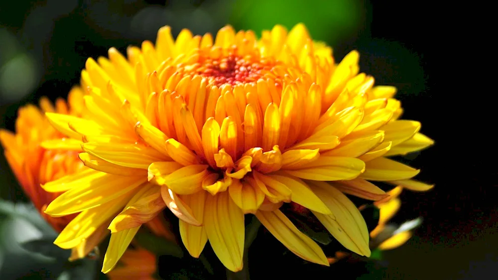 Aster yellow chrysanthemum