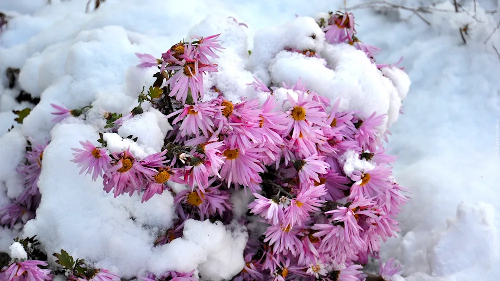 Snow Flower