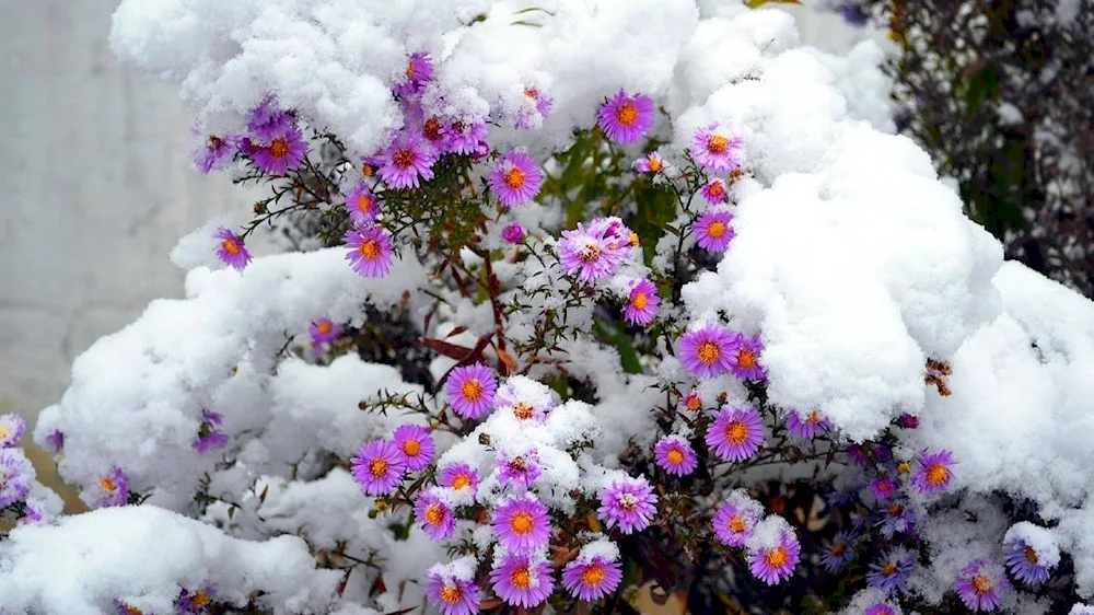 Aster wintering