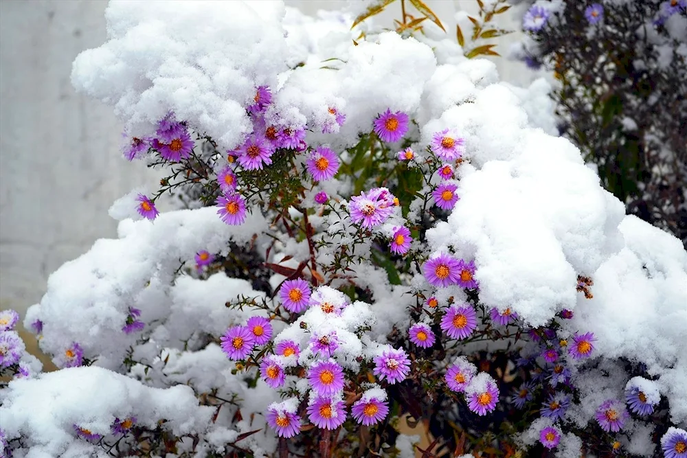 Winter flowers