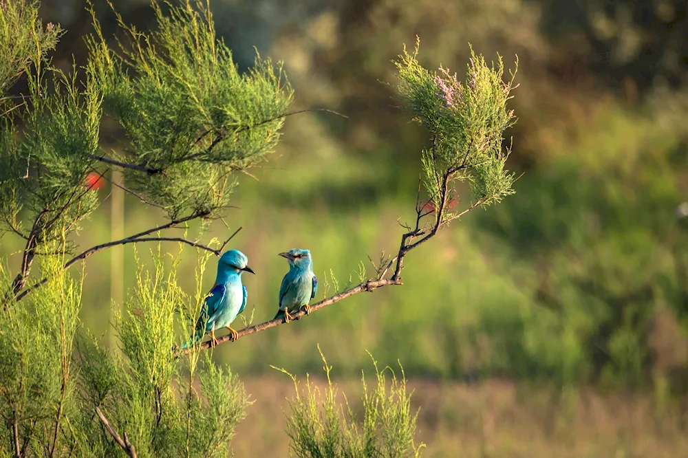 Astrakhansky Biosphere Reserve