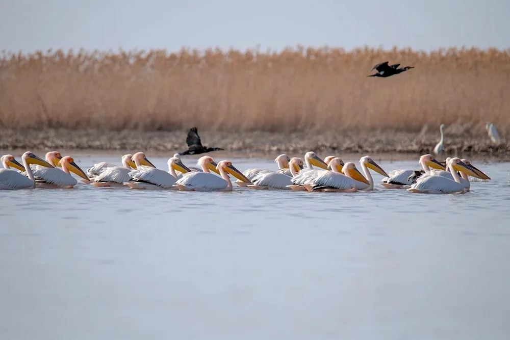 Astrakhansky Biosphere Reserve