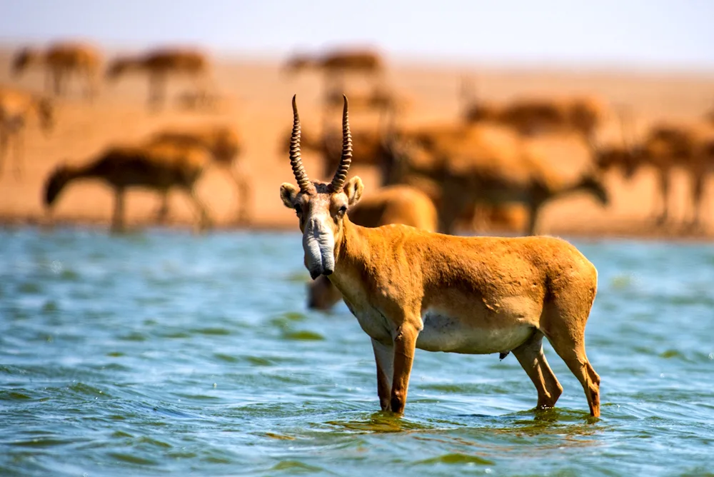 Antilope Saiga