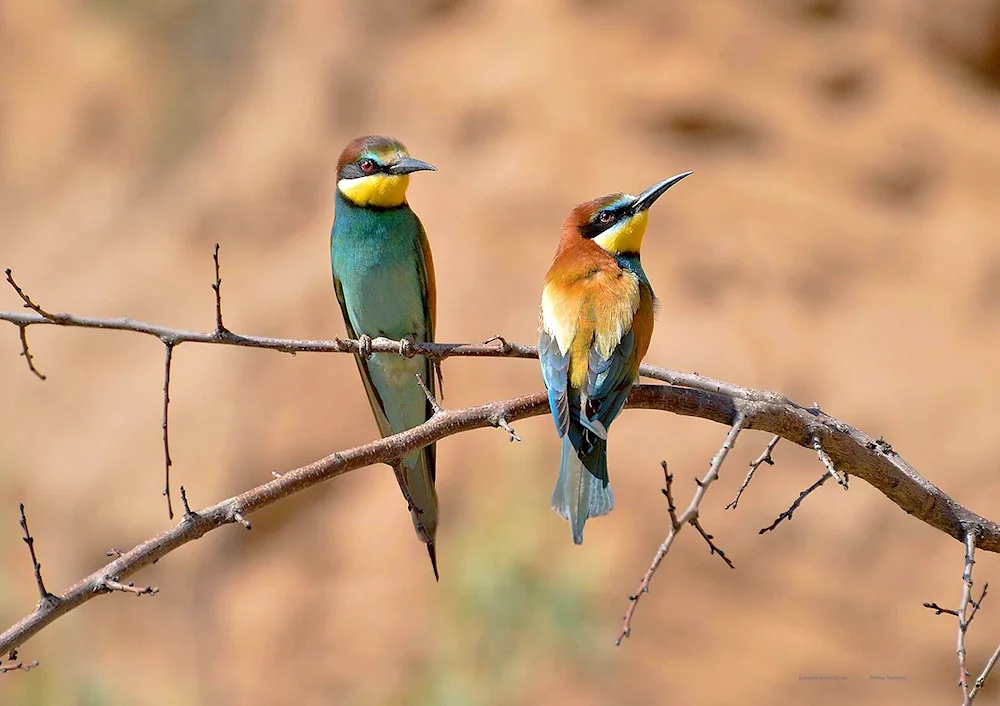 Astrakhansky zapovednik bird of sizoboronka