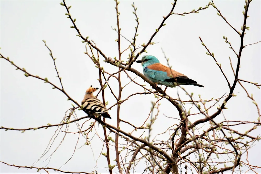 Astrakhansky zapovednik bird of sizoboronka