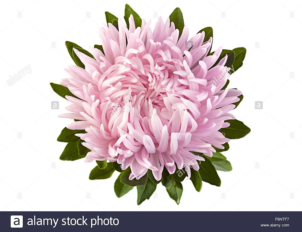 Chrysanthemum rebonet