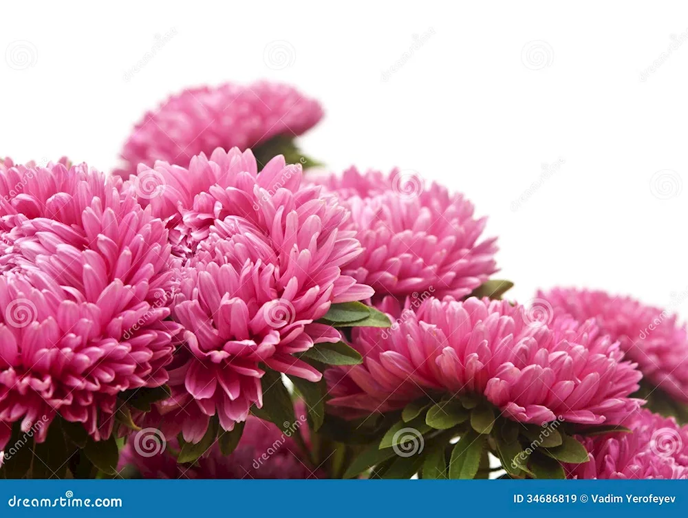 Aster flower on white background