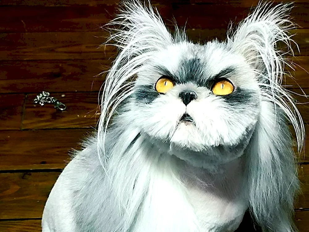 Persian Atchum cat