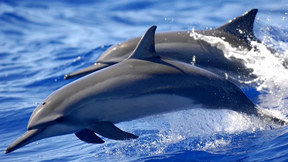 Atlantic White-sided Dolphin