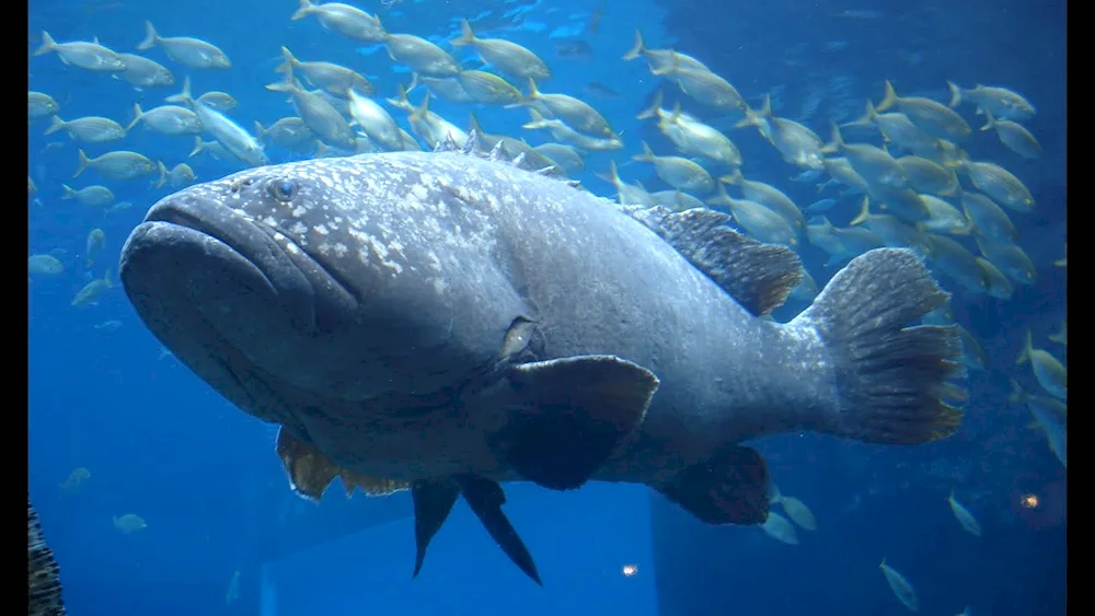 Atlantic Giant Grouper