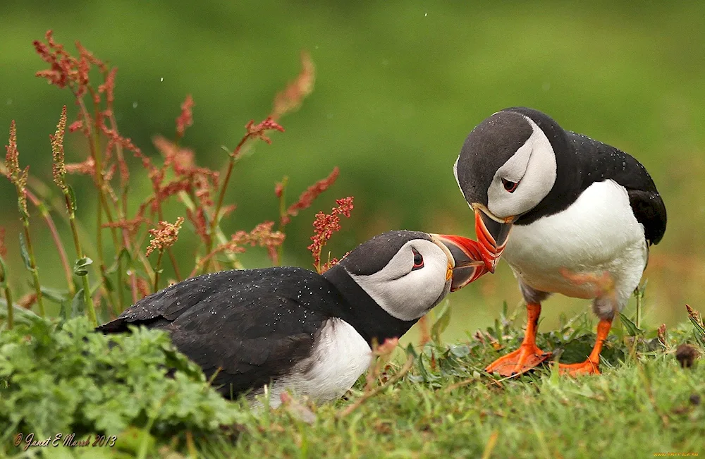 Atlantic puffin