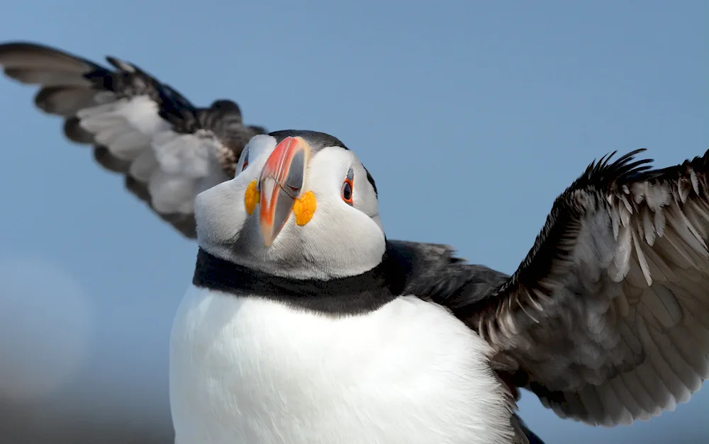 Puffin in the Faroe Islands.