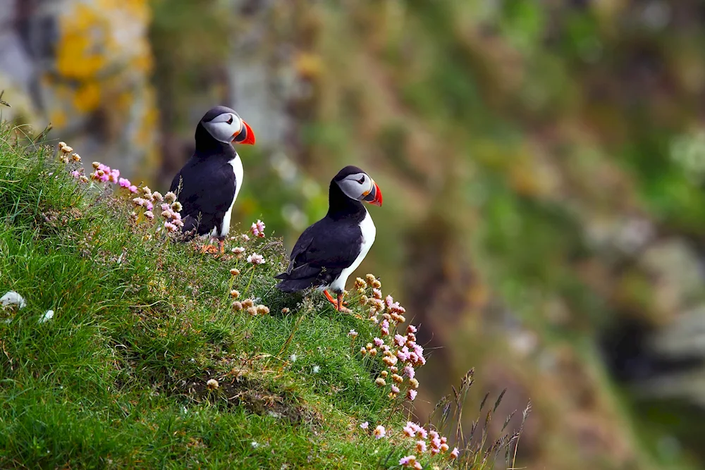 Atlantic puffin