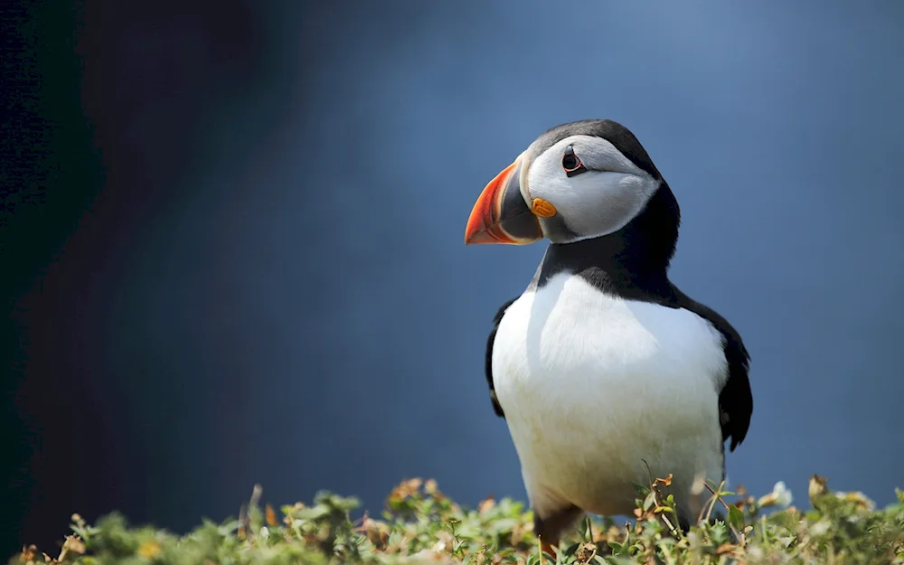 Atlantic puffin