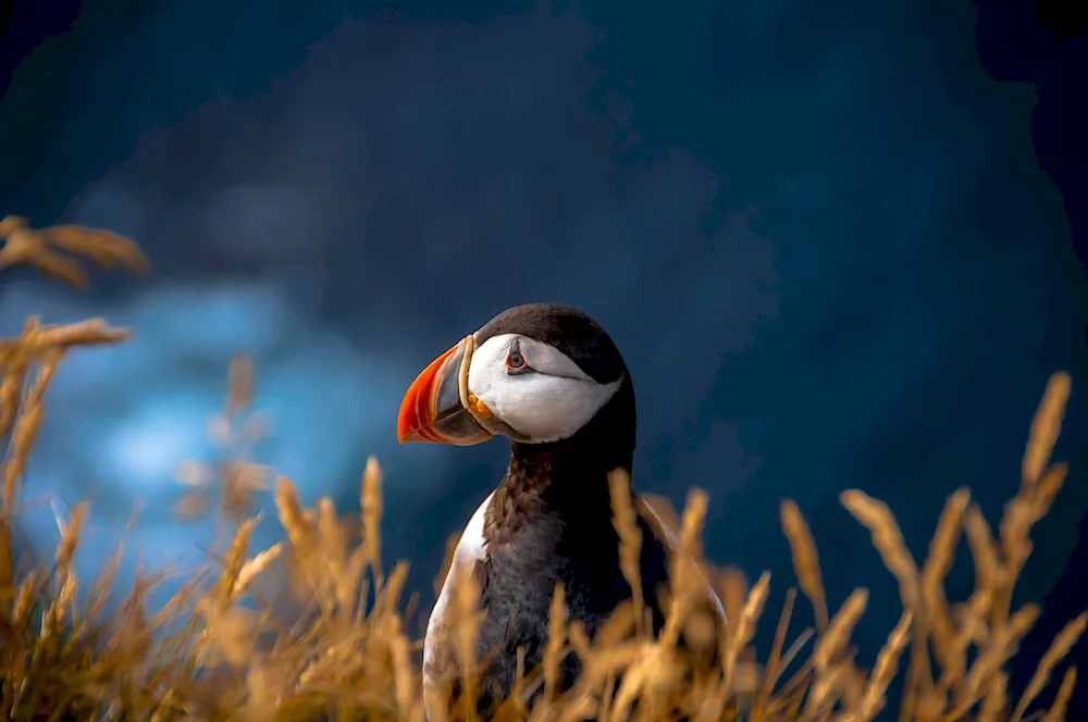 Atlantic puffin