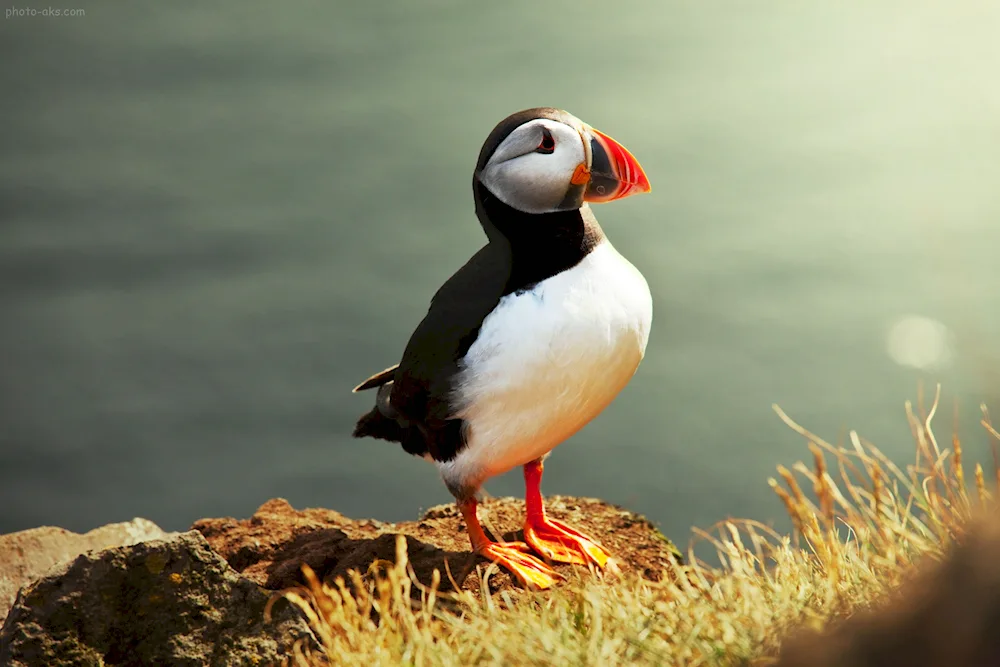 Atlantic bird Atlantic puffin