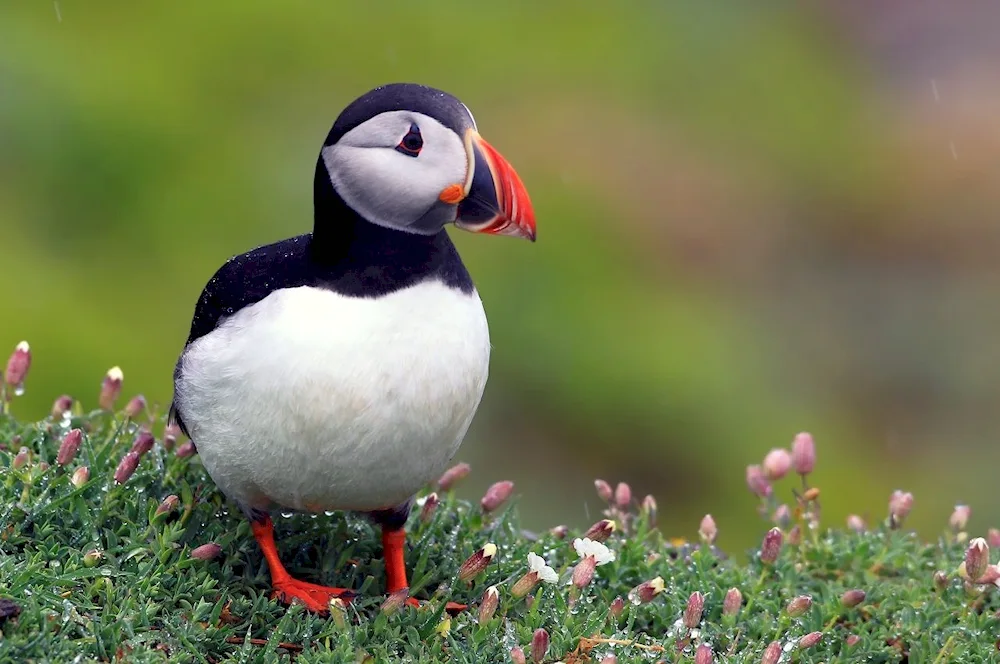 Atlantic puffin