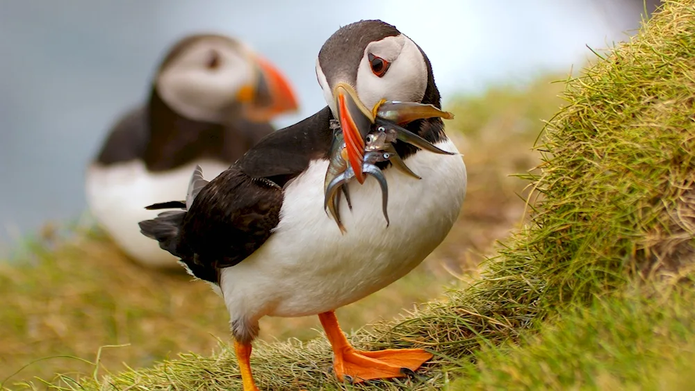 Atlantic puffin