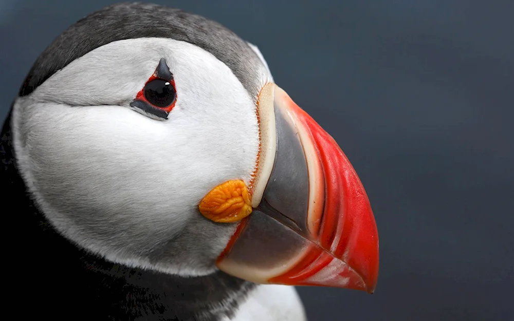 Atlantic puffin