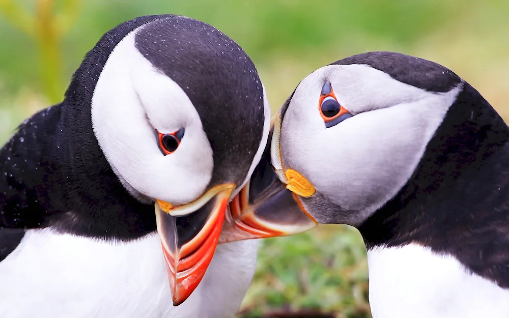 Atlantic puffin