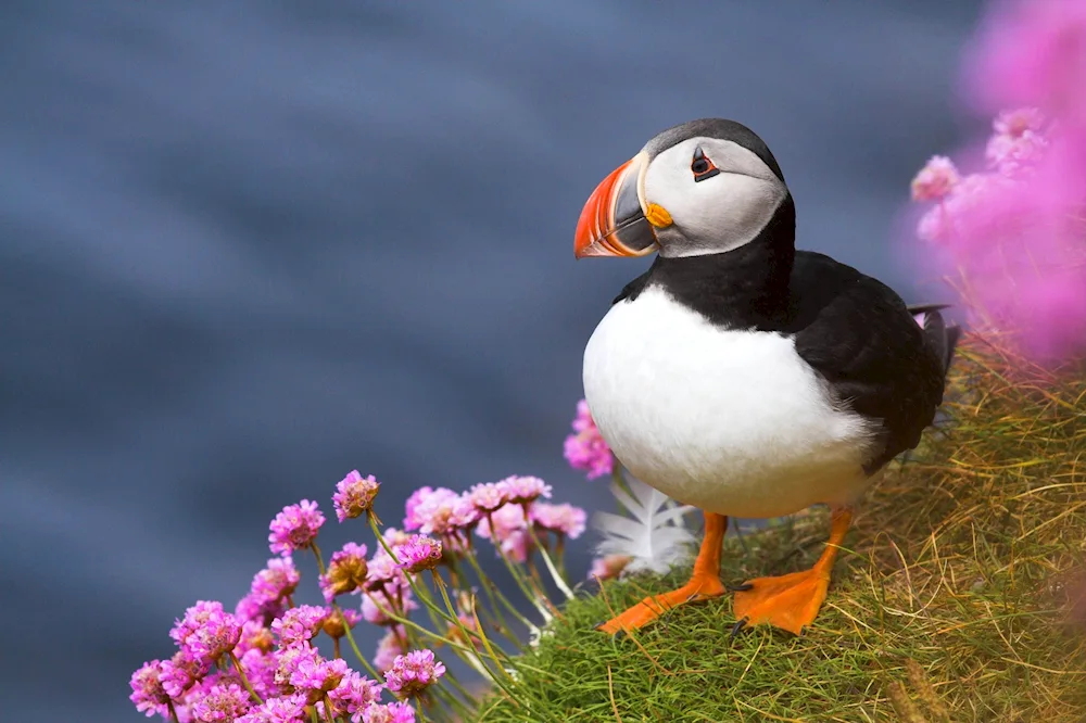 Atlantic puffin