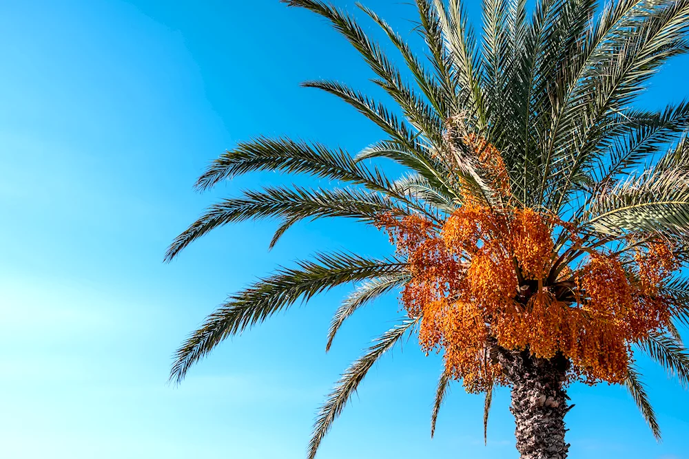 Palma wallpaper