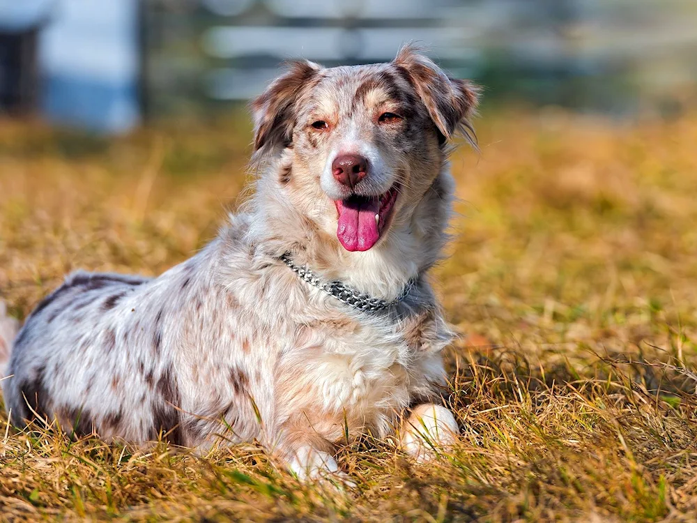 Aussie Australian shepherd sheepdog