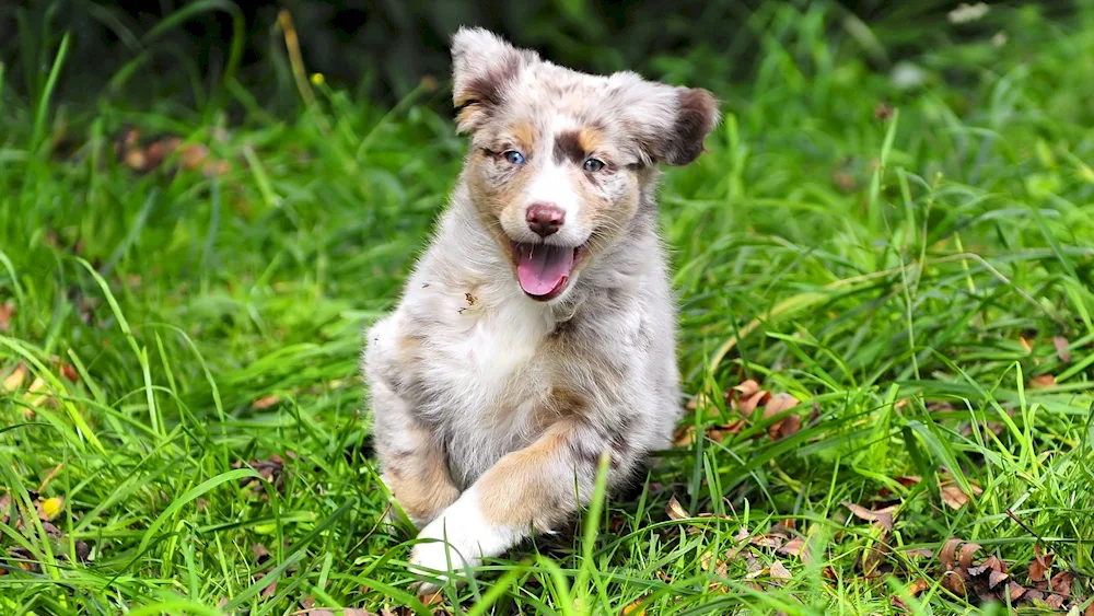 White mongrel dog