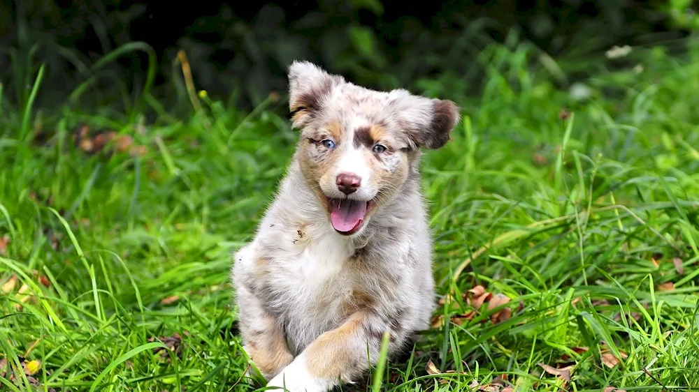 Mongrel terrier