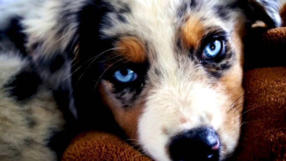 Aussie Australian shepherd