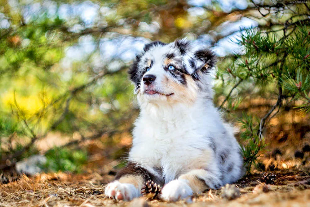 Aussie Australian Shepherd