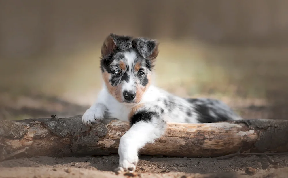 Aussie Australian Shepherd