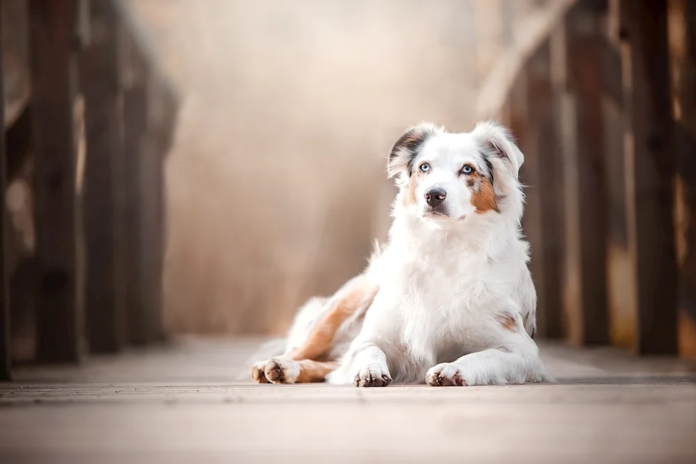 Aussie Australian Shepherd